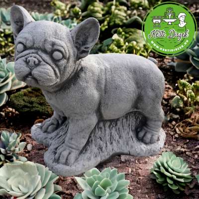 Francia bulldog kiskutya