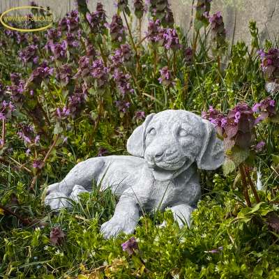 kis kutyák kis kutyák