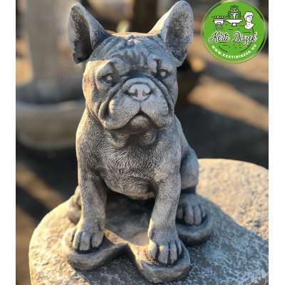 Mini francia bulldog