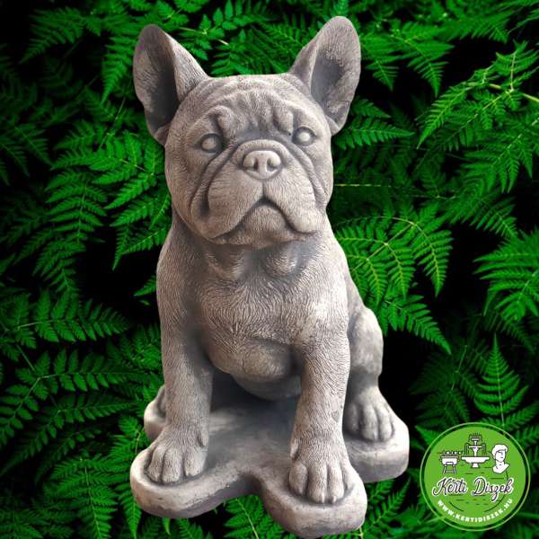 Mini francia bulldog